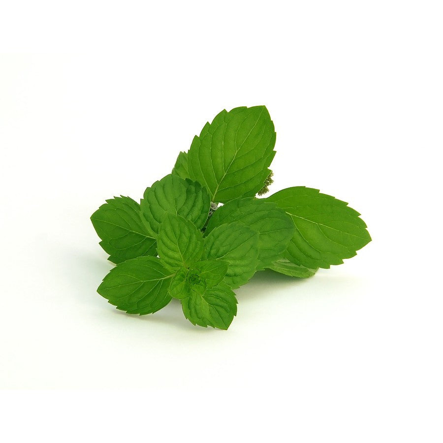 Menthol Case / Spearmint Menthol